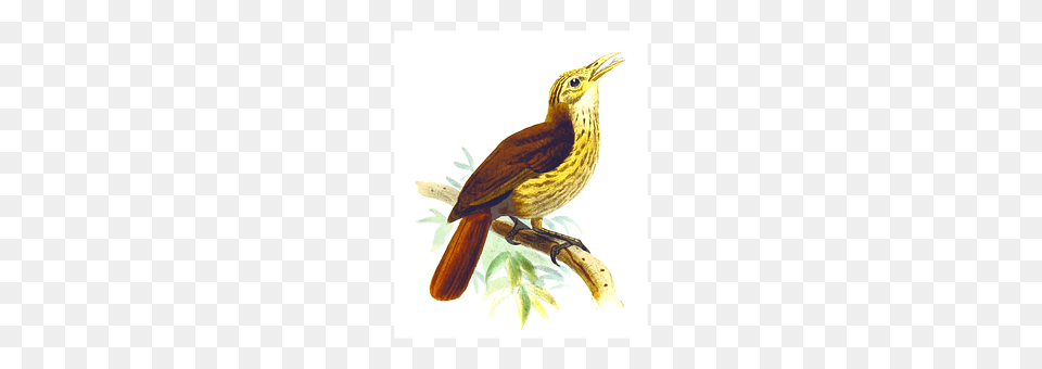 Bird Animal, Beak, Wren, Anthus Png