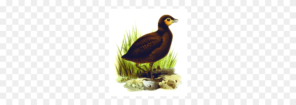 Bird Animal, Beak, Blackbird, Partridge Free Png Download