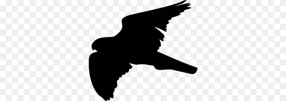 Bird Gray Free Transparent Png