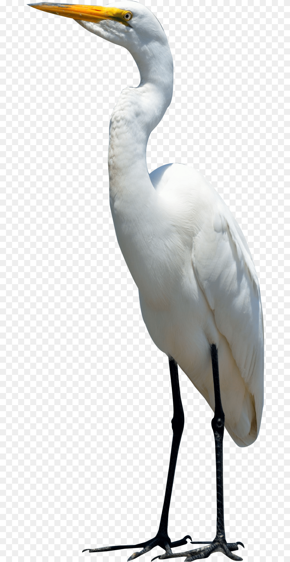 Bird, Animal, Waterfowl, Crane Bird, Heron Free Png Download