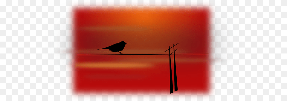 Bird Animal, Blackbird, Utility Pole Png Image