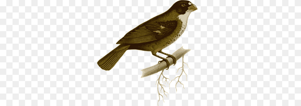 Bird Animal, Blackbird, Beak, Finch Free Png