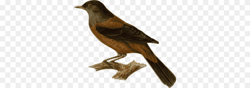 Bird Animal, Beak, Blackbird, Axe Png Image