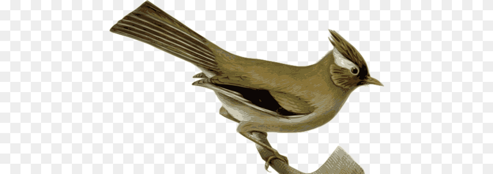 Bird Animal, Jay, Finch Png Image