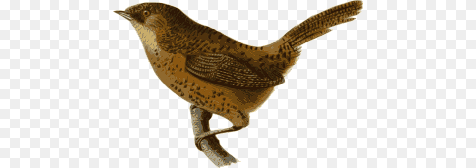 Bird Animal, Wren Free Transparent Png