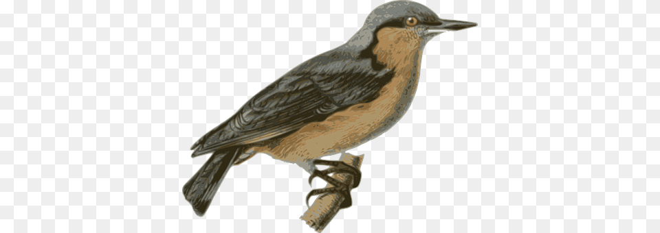 Bird Animal, Anthus, Beak, Jay Png