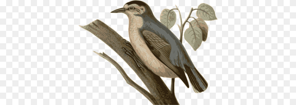 Bird Animal, Blackbird, Anthus, Jay Free Transparent Png