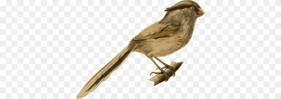 Bird Animal, Finch, Sparrow Free Png