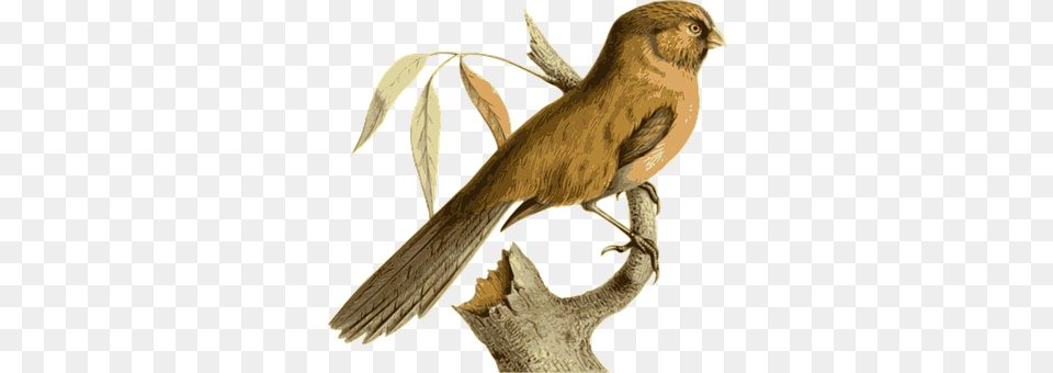 Bird Animal, Finch, Anthus, Wren Free Transparent Png