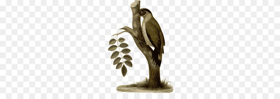 Bird Animal, Vulture, Art Png Image