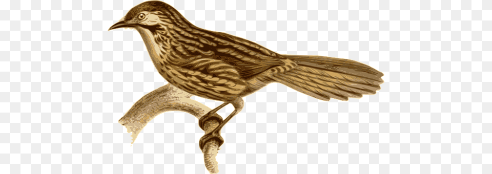 Bird Animal, Anthus, Finch, Beak Free Transparent Png