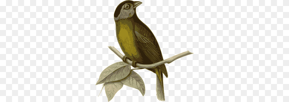 Bird Animal, Blackbird, Finch, Sparrow Free Transparent Png