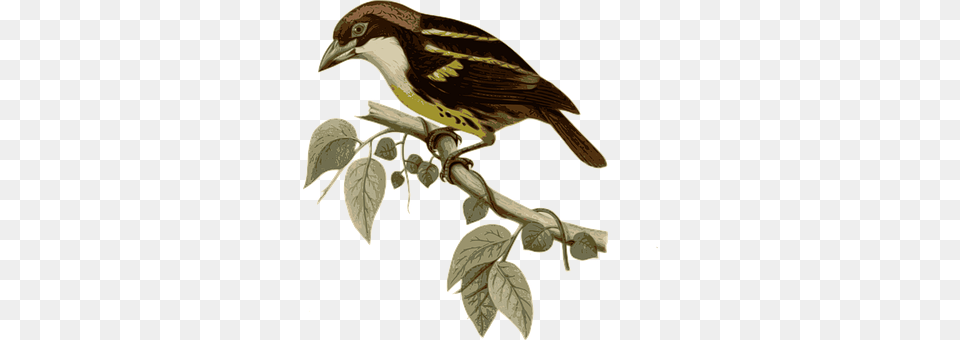 Bird Animal, Finch, Sparrow Png Image