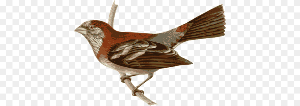 Bird Animal, Finch, Sparrow, Anthus Png