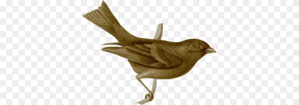 Bird Animal, Blackbird, Finch, Person Free Png Download