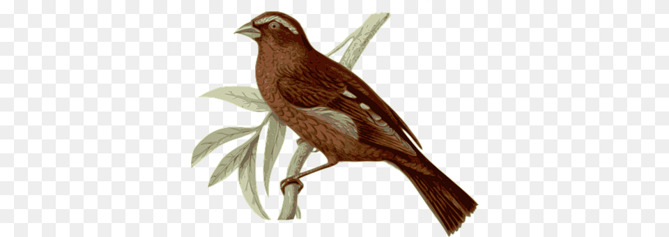 Bird Animal, Finch, Blackbird, Sparrow Free Png