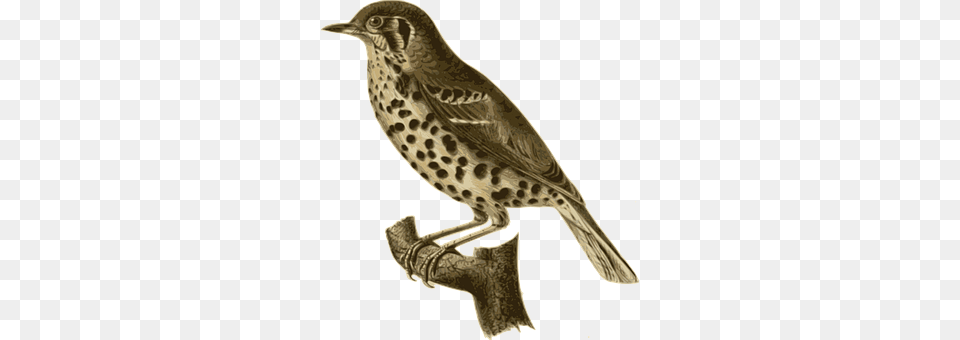 Bird Animal, Anthus, Beak, Finch Png Image