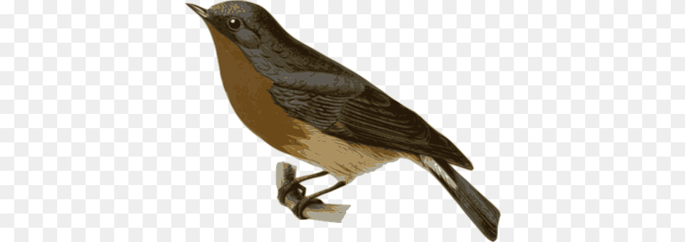 Bird Animal, Blackbird, Beak, Finch Free Png Download