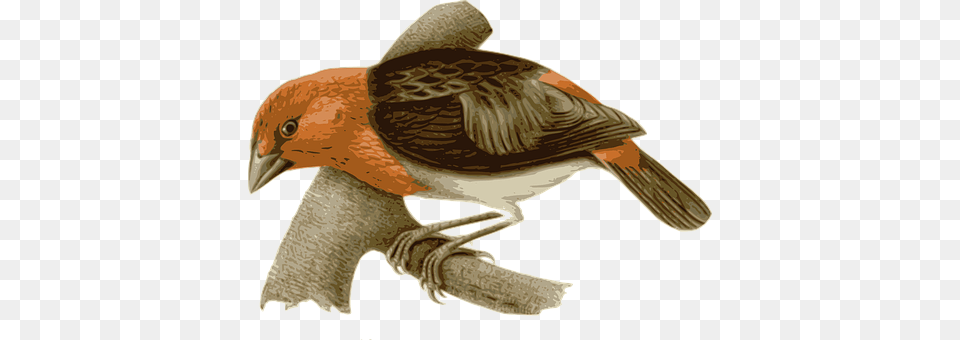 Bird Animal, Finch Png Image
