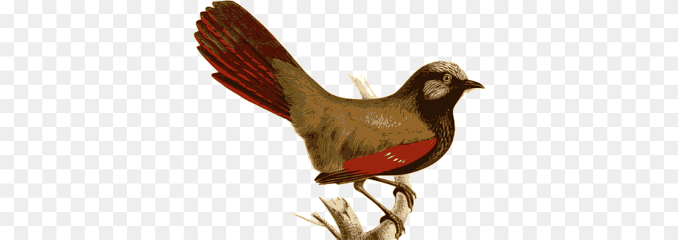 Bird Animal, Finch, Blackbird Png Image