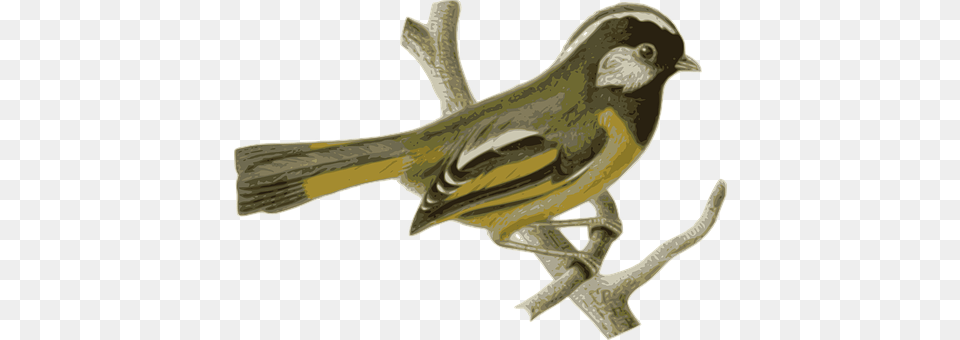 Bird Animal, Finch, Canary Free Transparent Png