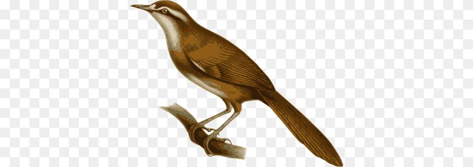 Bird Animal, Anthus, Beak, Wren Free Transparent Png