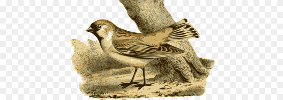 Bird Animal, Anthus, Finch, Sparrow Free Transparent Png