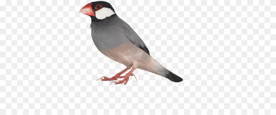 Bird, Animal, Beak, Finch Png Image