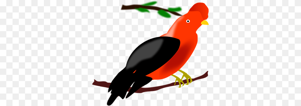 Bird Animal, Beak Free Png