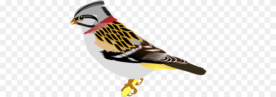 Bird Animal, Finch, Beak, Sparrow Free Png