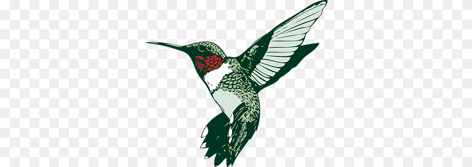 Bird Animal, Hummingbird Png Image