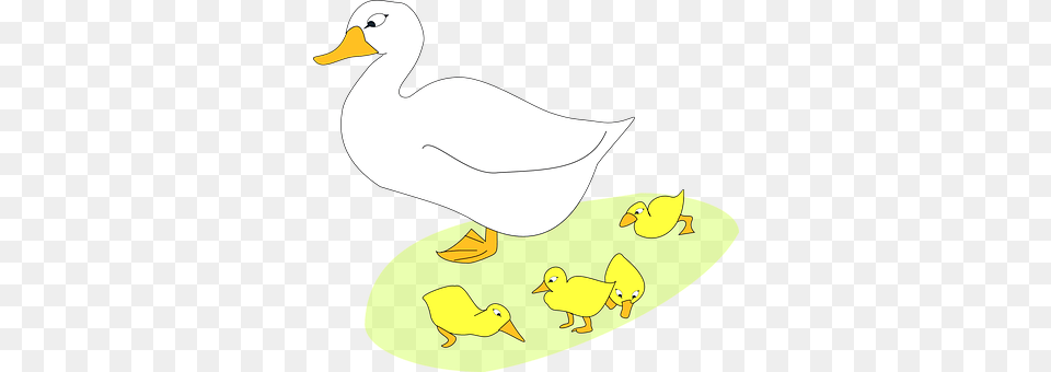 Bird Animal, Duck, Waterfowl Free Png