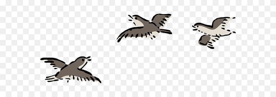 Bird Animal, Flying, Kite Bird Png Image