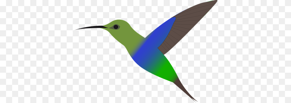 Bird Animal, Hummingbird Png