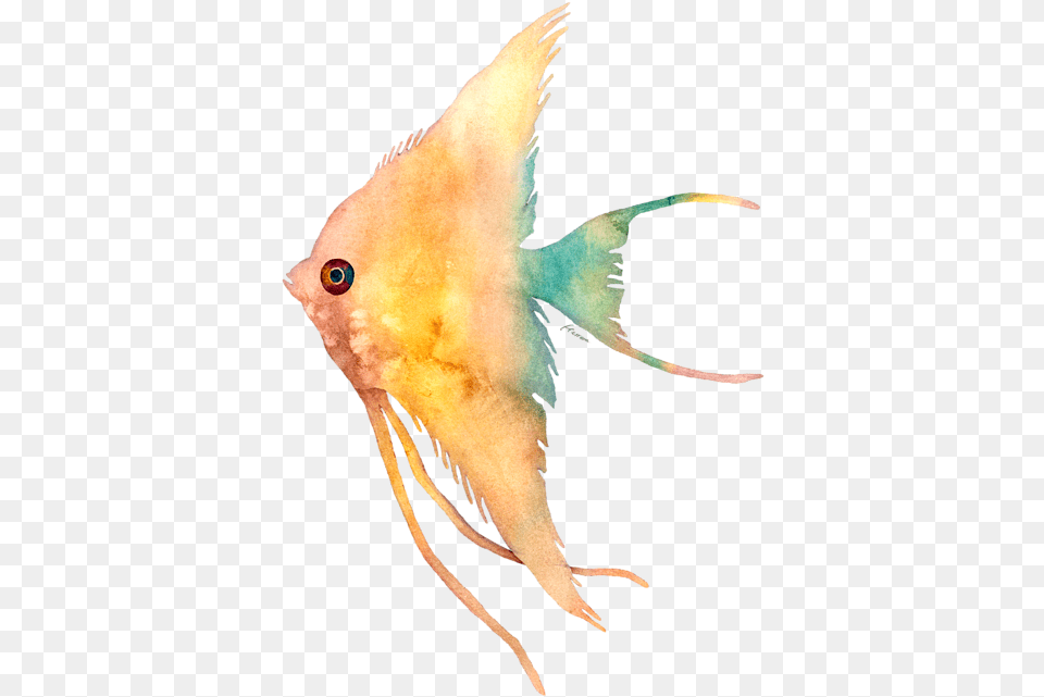 Bird, Angelfish, Animal, Fish, Sea Life Png Image
