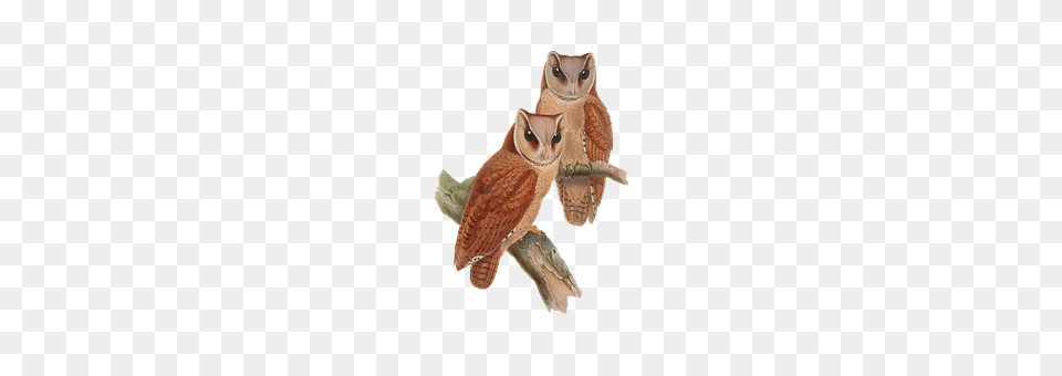 Bird Animal, Owl, Beak Png