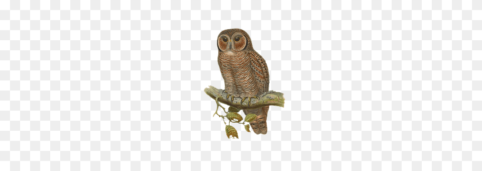 Bird Animal, Owl Free Transparent Png