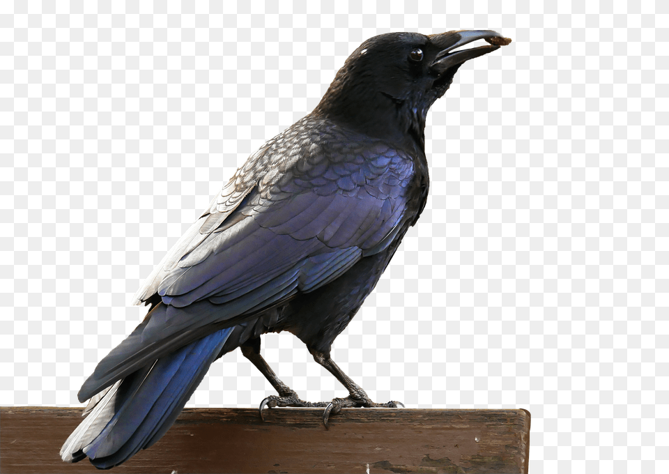 Bird Animal, Blackbird, Crow Free Png Download