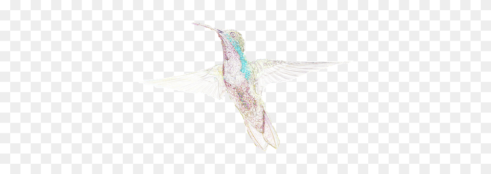 Bird Animal, Hummingbird, Flying Png