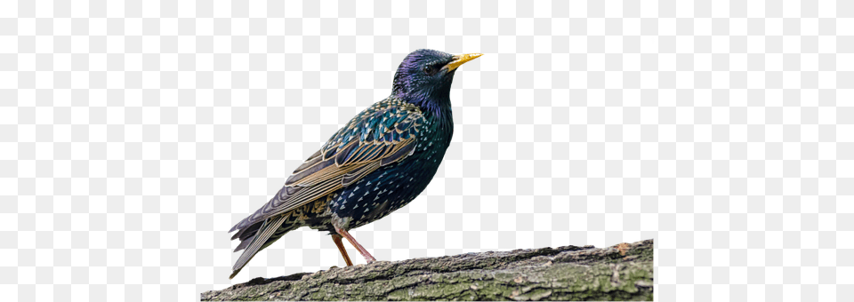Bird Animal, Beak, Blackbird, Finch Free Png Download