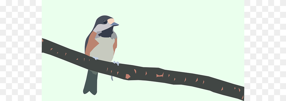 Bird Animal, Finch, Beak, Jay Png Image