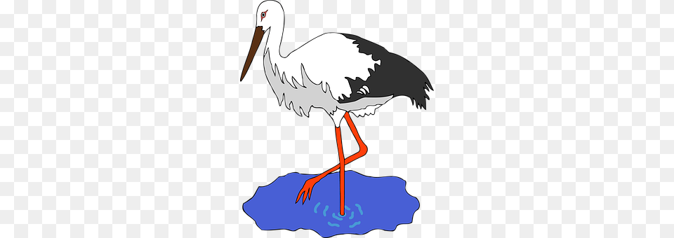 Bird Animal, Stork, Waterfowl, Person Free Png