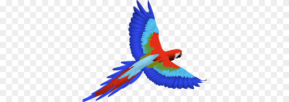 Bird Animal, Macaw, Parrot Free Png Download