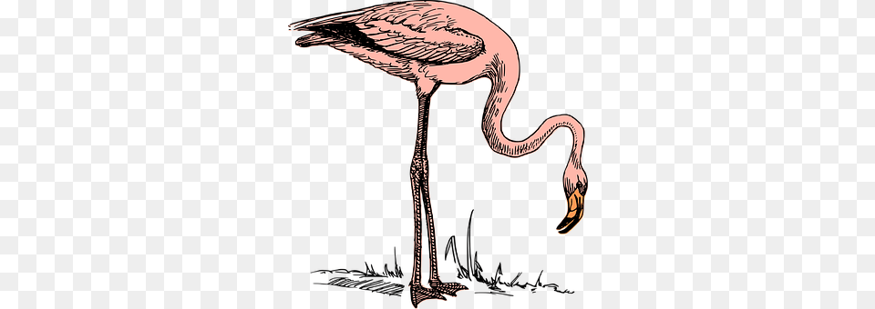 Bird Animal, Flamingo, Beak, Waterfowl Free Png