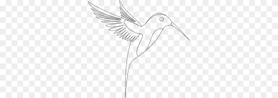 Bird Gray Png