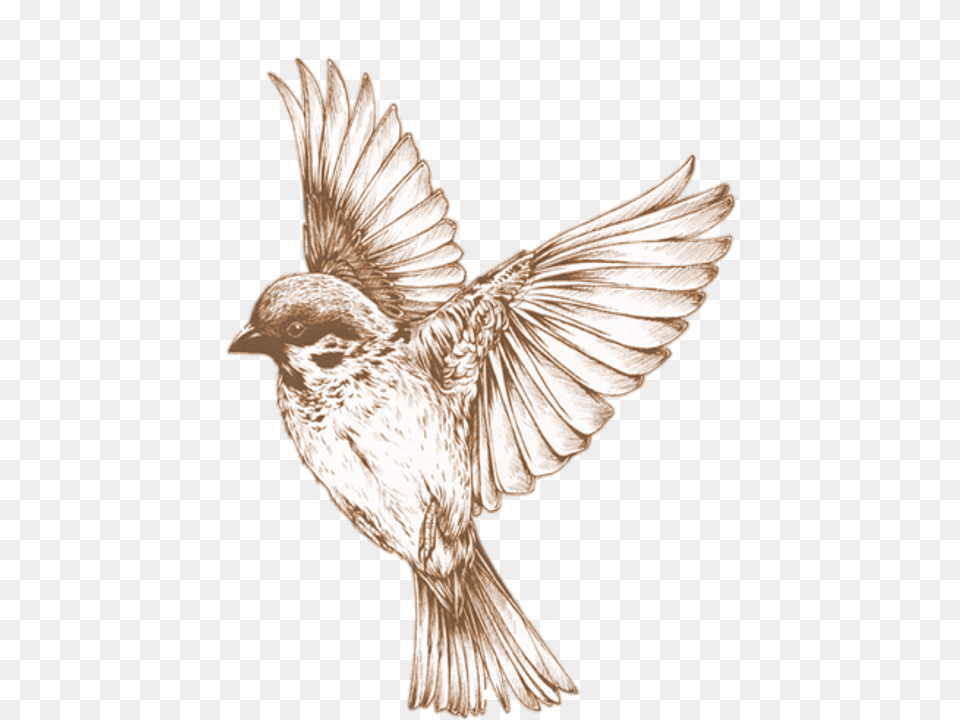 Bird 21 Buy Clip Art Bird, Animal, Sparrow, Finch Free Png Download