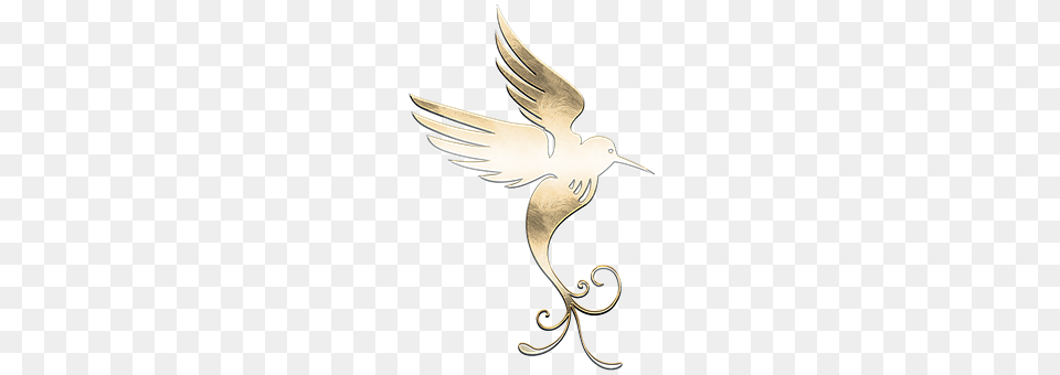 Bird Animal, Beak, Flying Png Image