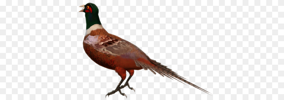 Bird Animal, Beak, Pheasant Png Image