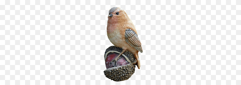 Bird Animal, Beak, Finch, Food Free Png