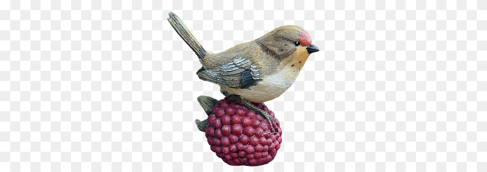 Bird Animal, Finch, Raspberry, Produce Free Png Download
